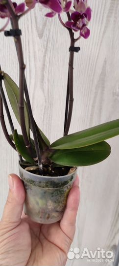Орхидея фаленопсис пелорик