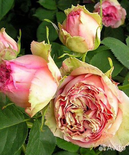 Роза чайно-гибридная Джим