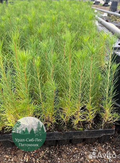 Зкс Сосна сеянцы Ели Лиственницы окс Голуб Горная