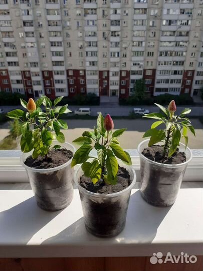 Перчик декоративный