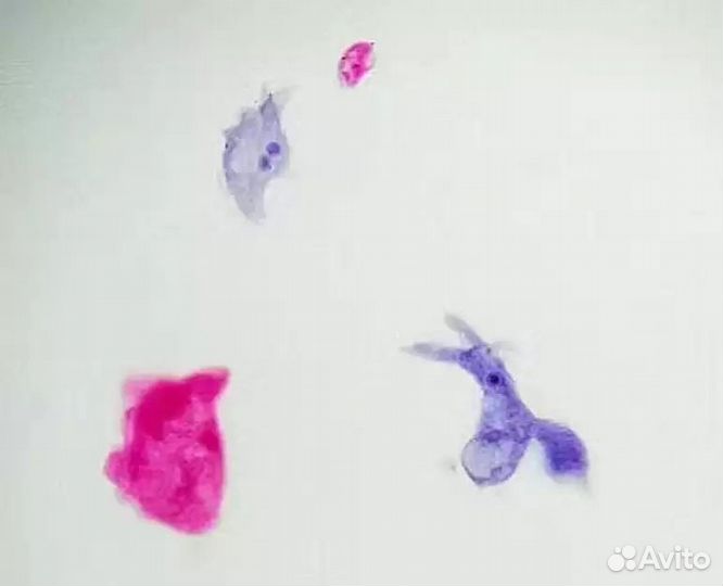 Микропрепарат Амеба для просмотра в микроскоп