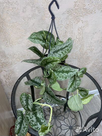 Декоративно -лиственные