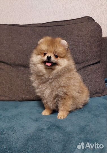 Померанский шпиц медвежьего типа