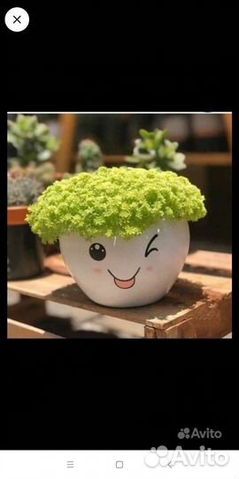 Седум японика и другие суккуленты в ассортименте