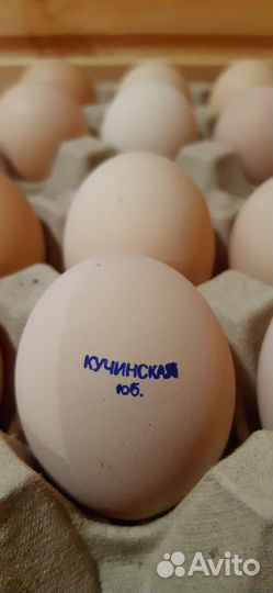 Инкубационное яйцо, цыплята