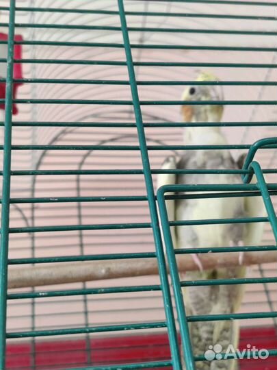 Попугай корелла птенец