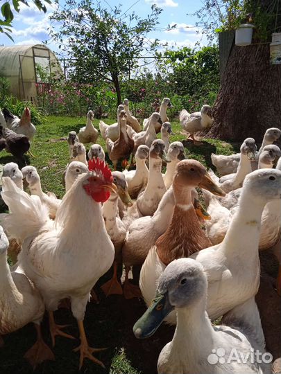 Утки,гуси, петухи