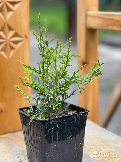 Туя Брабант, Смарагд и шаровидная Little Giant