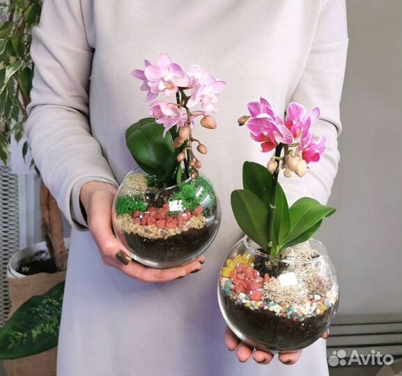 Разные флорариумы с орхидеями орхидариумы