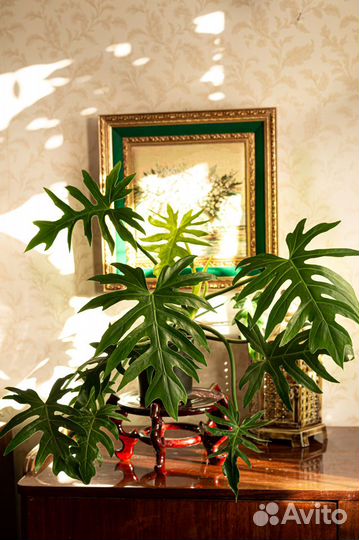 Филодендрон лучистый