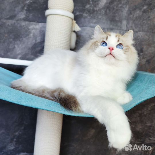 Джульетта, девочка рэгдолл с родословной