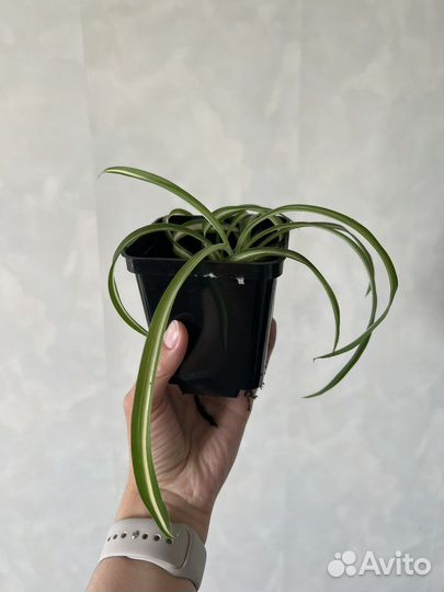 Хлорофитум кудрявый