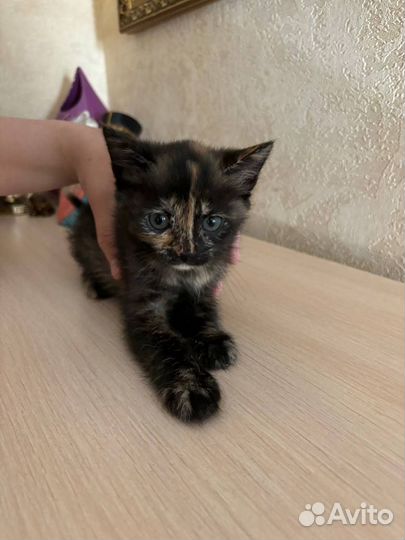 Кошки в добрые руки бесплатно