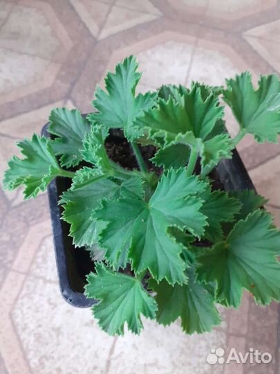 Королевская пеларгония