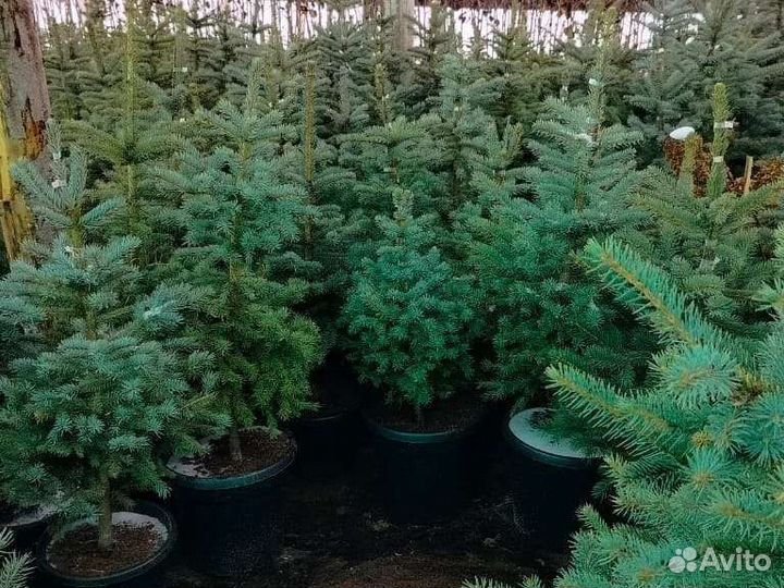 Туя смарагд