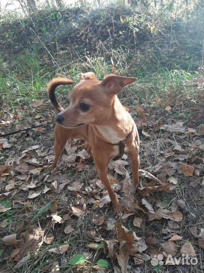 Той Терьер для вязки