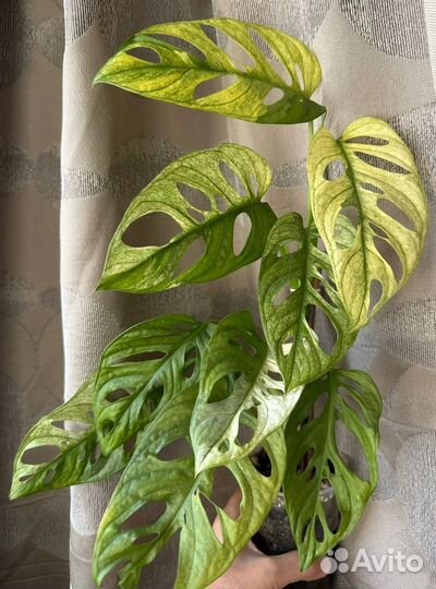 Монстера Адансона Минт Ред Андерсон эпипремнум