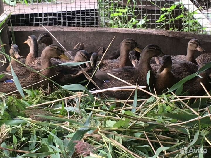 Дикие утки подсадные