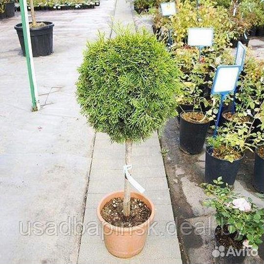 Туя Смарагд Шар