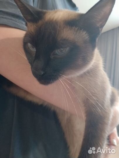 Сиамская кошечка