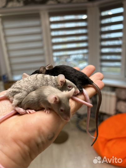 Мышки сатиновые