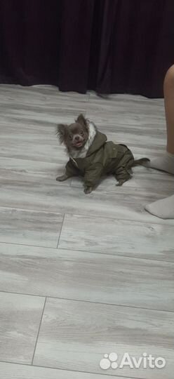 Вязка собак чихуахуа