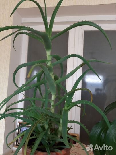 Алоэ лечебный