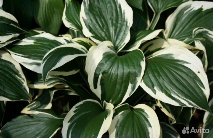 Хоста растение