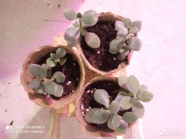 Комнатные растения