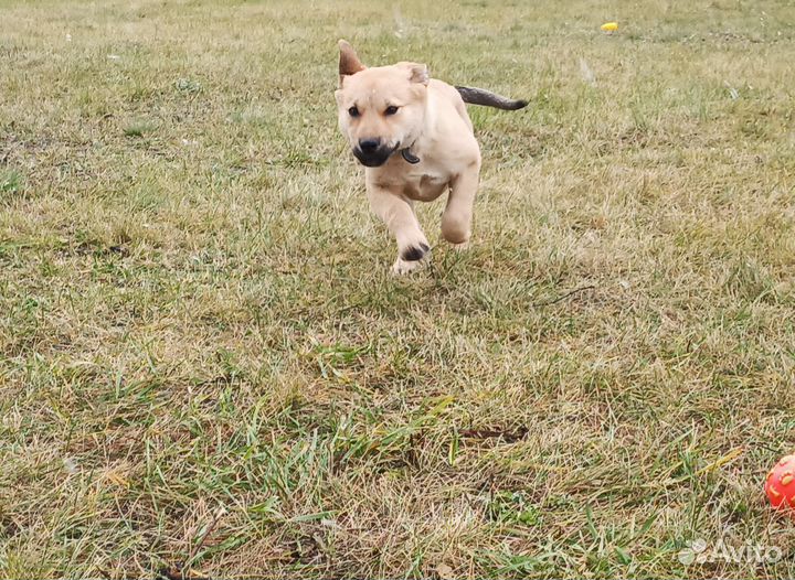 Любящий щенок