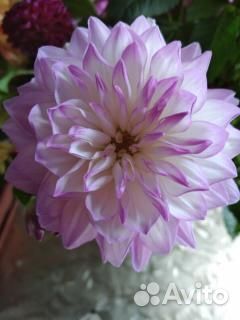 Георгины клубни