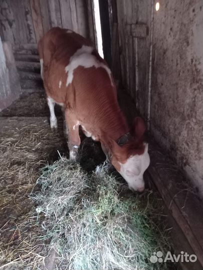 Телята бычки