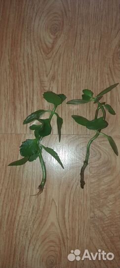 Каланхоэ цветущий