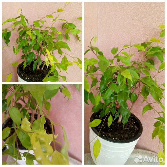 Домашние цветы