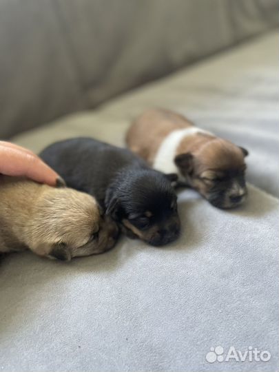 Собака в добрые руки маленькая порода