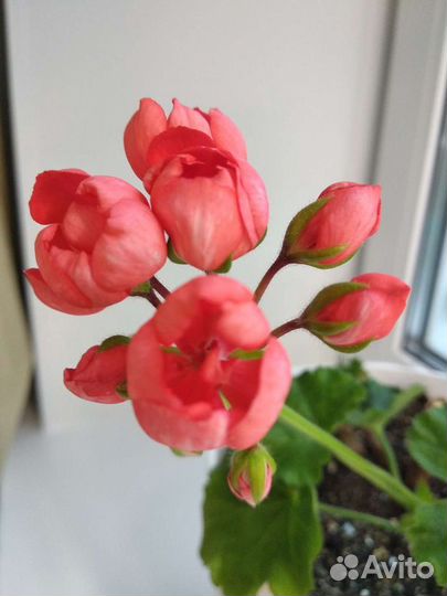 Пеларгония french vanilla