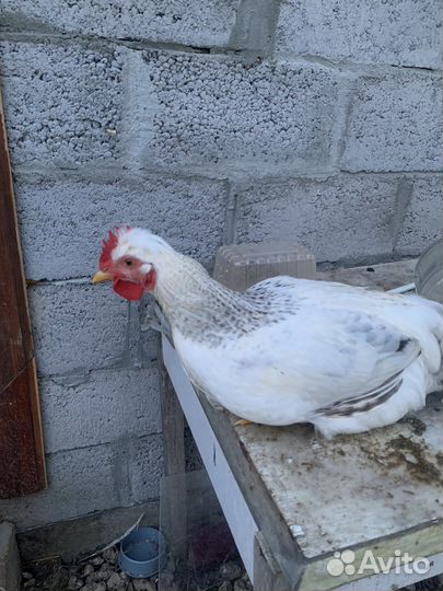 Петухи молодые домашние