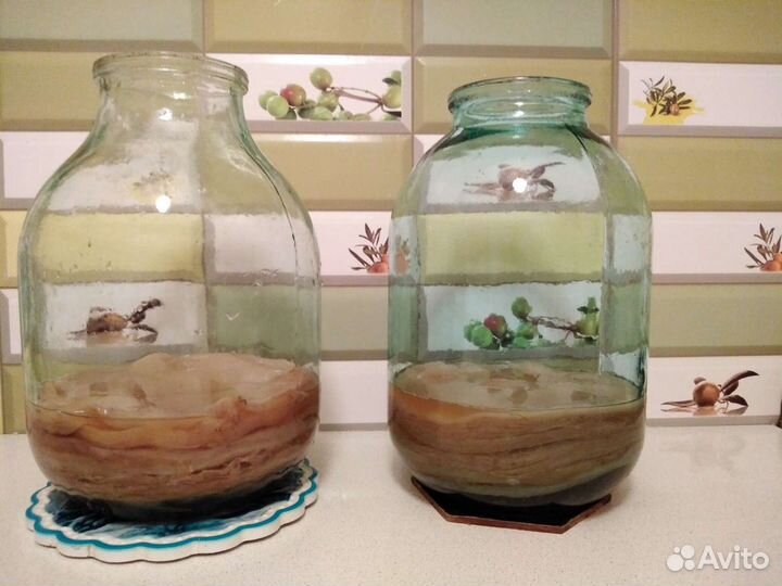 Чайный гриб