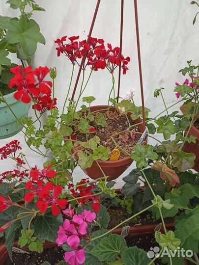 Ампельная пеларгония