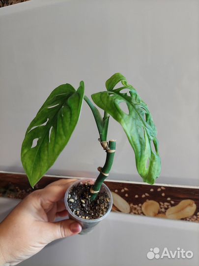 Монстера манки+пеперомия арбузная