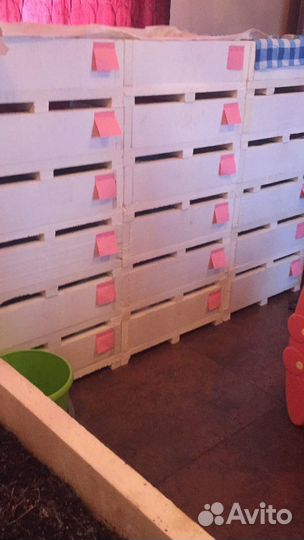 Черви Дендробена венета, Старатель