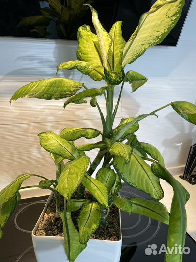 Диффенбахия со светлыми листьями