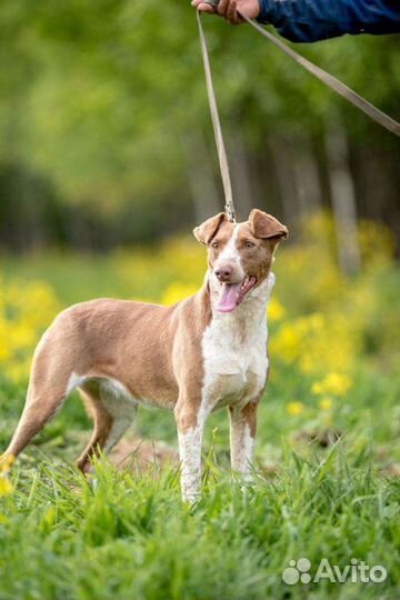 Собака в добрые руки отдам бесплатно