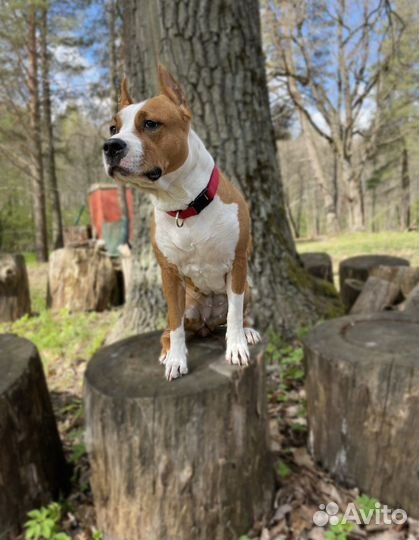 Передержка животных