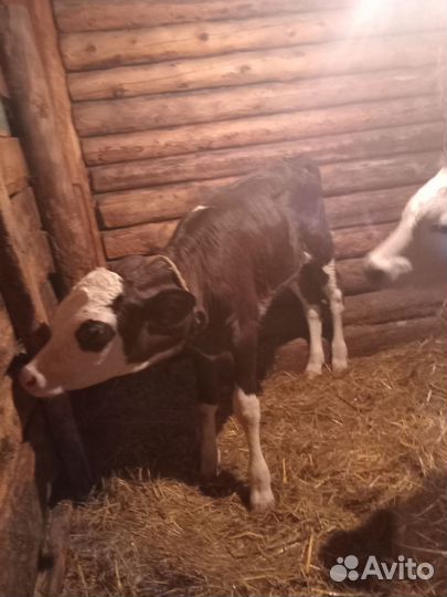 Телушечки одной 50 дней,другой 2 недели