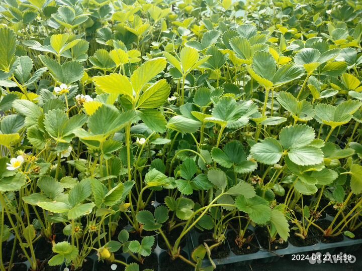 Рассада клубники