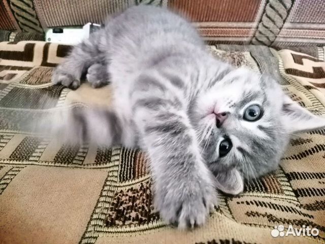 Котята-метисы