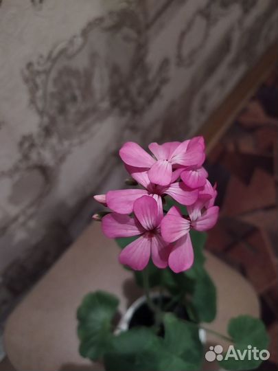 Герань кремовая и яркая розовая, декабрист