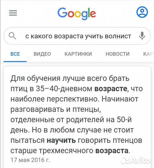 Птенец волнистого попугая