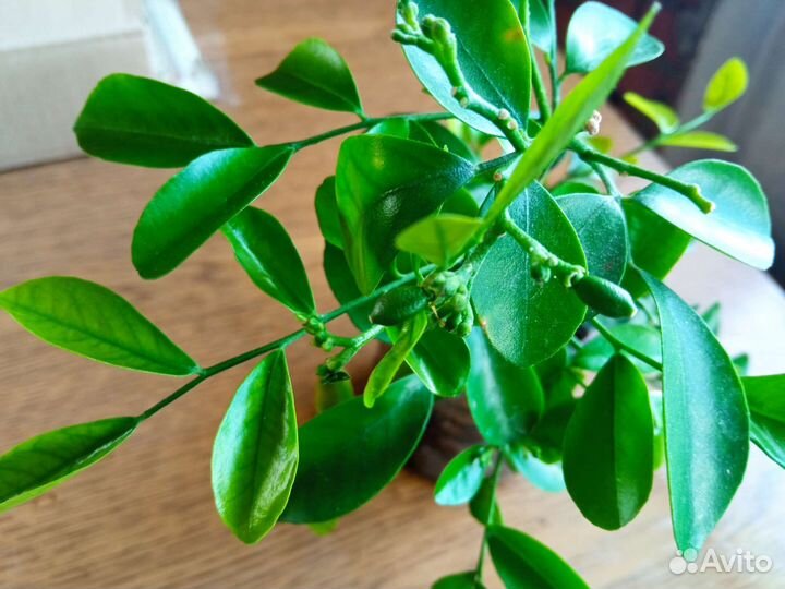 Муррая метельчатая